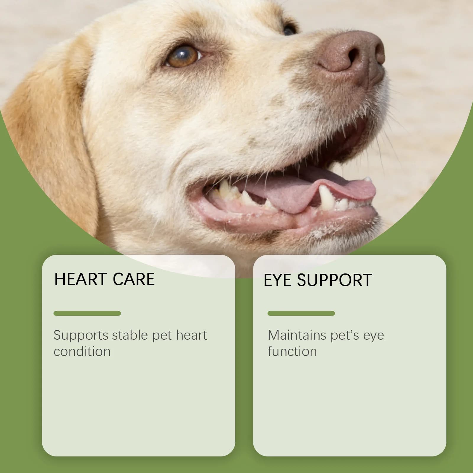 Poudre de Taurine pour Chiens Facile à Mélanger Soutient la Santé Cognitive Améliore la Luminosité du Pelage Améliore la Santé Cardiaque Suppléments Nutritionnels pour Animaux de Compagnie