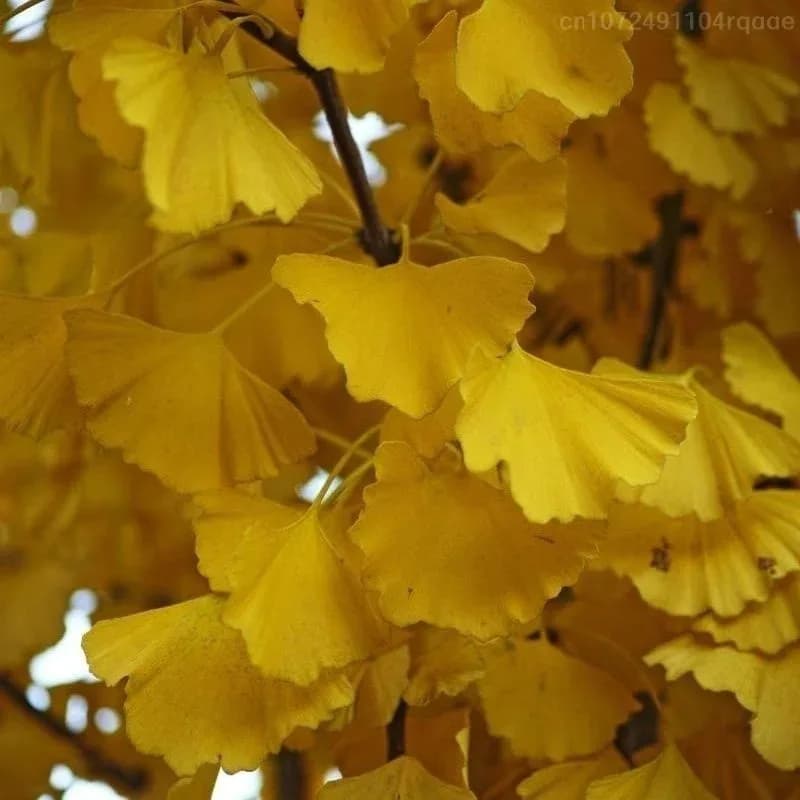 100/250/500g Feuilles de Ginkgo Biloba Séchées Naturelles Pour Remplissage de Vases, Artisanat, Arrangement Floral, Décoration de Café, Art DIY