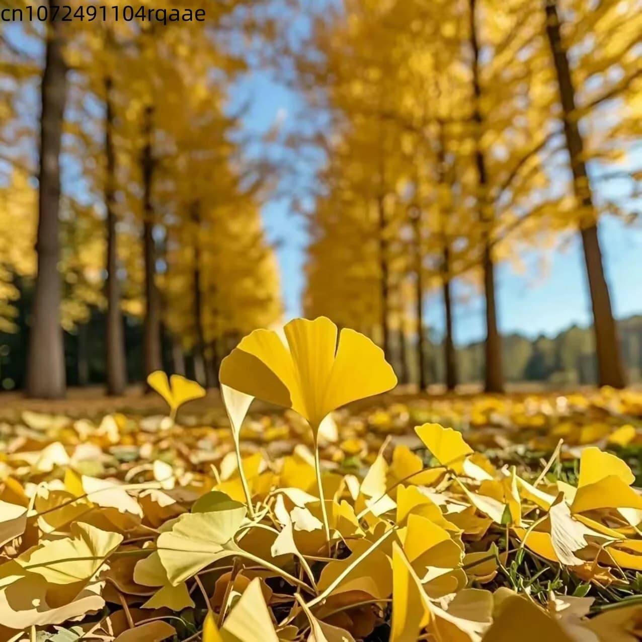Feuilles de Ginkgo Biloba séchées naturelles, épices naturelles à base de plantes pour la fabrication de savons et de bougies DIY, décoration de mariage et de la maison