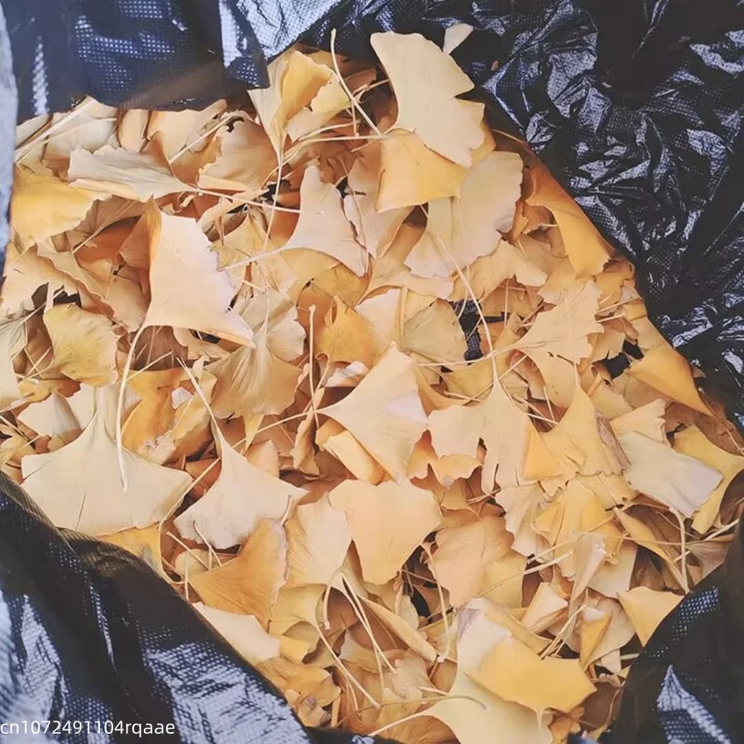 Feuilles de Ginkgo Biloba séchées naturelles, épices naturelles à base de plantes pour la fabrication de savons et de bougies DIY, décoration de mariage et de la maison
