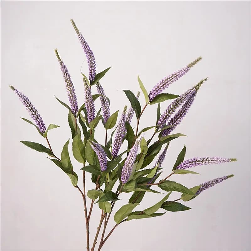 Plantes de Sauge et Lavande