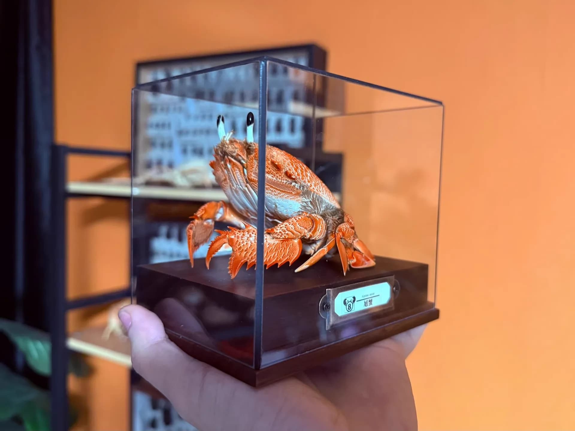 Ranina Ranina véritable crabe spécimen spécial artisanat collectionneurs décor à la maison ornement bureau décoration personnalisée