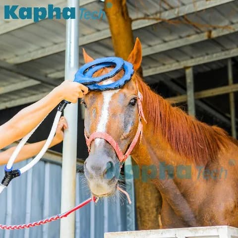 Rééducation pour le traitement des chevaux