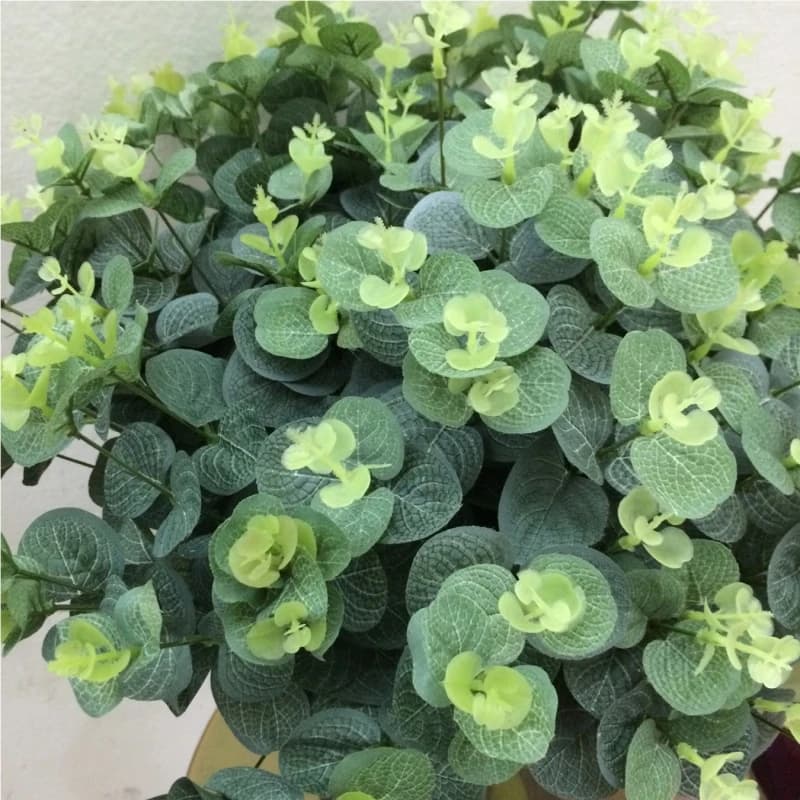 Feuilles d'eucalyptus vertes
