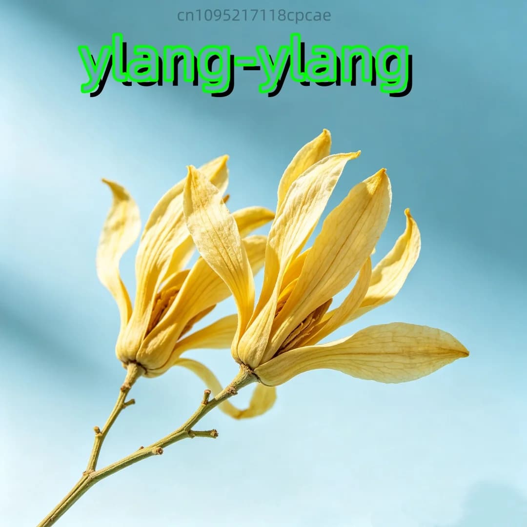  Fleurs d'Ylang Ylang séchées 100% naturelles de qualité supérieure