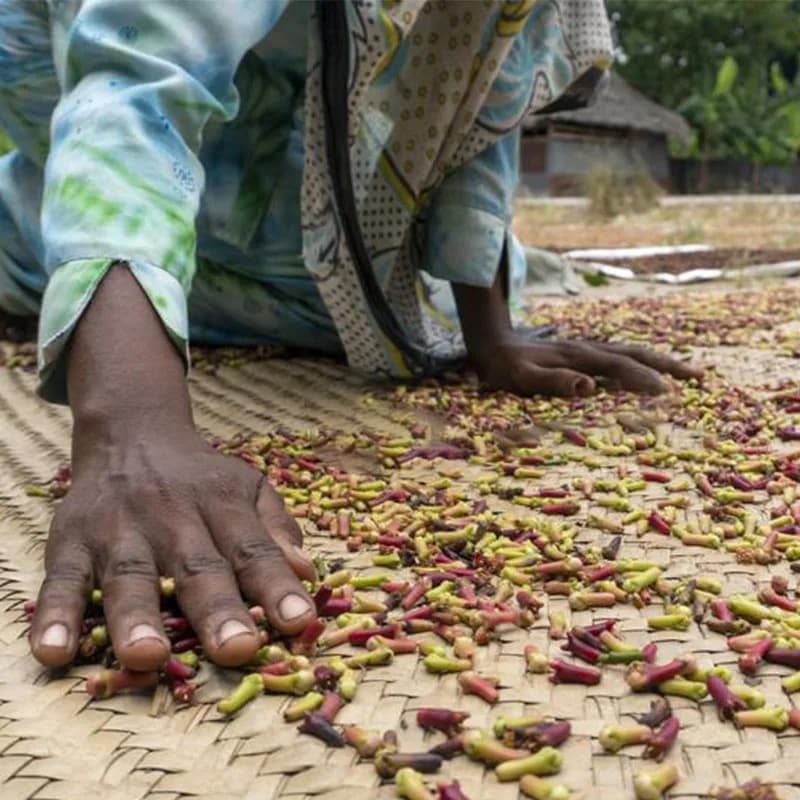 Je suis toujours choqué! Huile de croissance folle avec Chadian Croton Gratissimus lavande d'africaine du nord, romarin, clous de girofle marocains huile chaude
