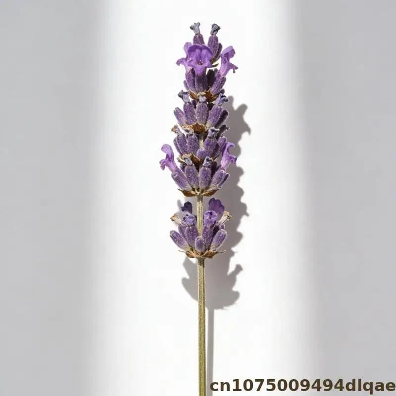 Fleur de lavande pour Sachet de pot-pourri