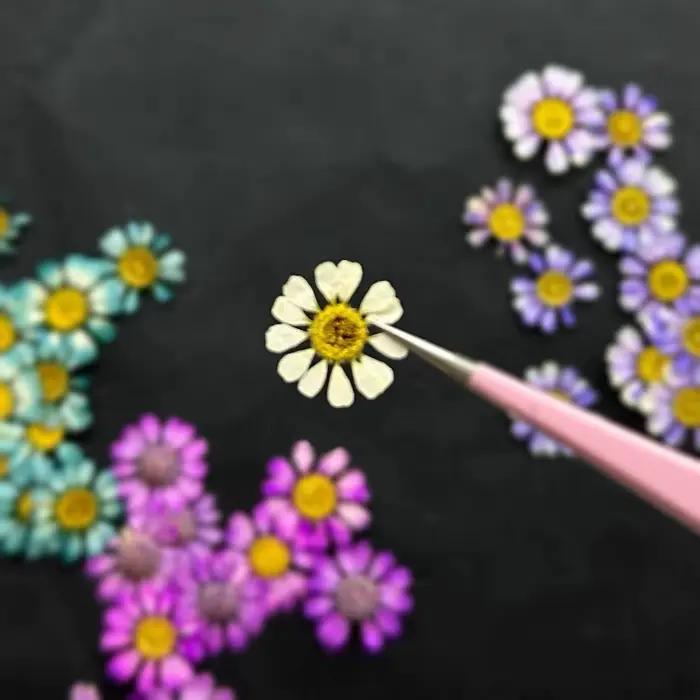 12 pièces/1-2 cm, Mini fleur sèche naturelle camomille