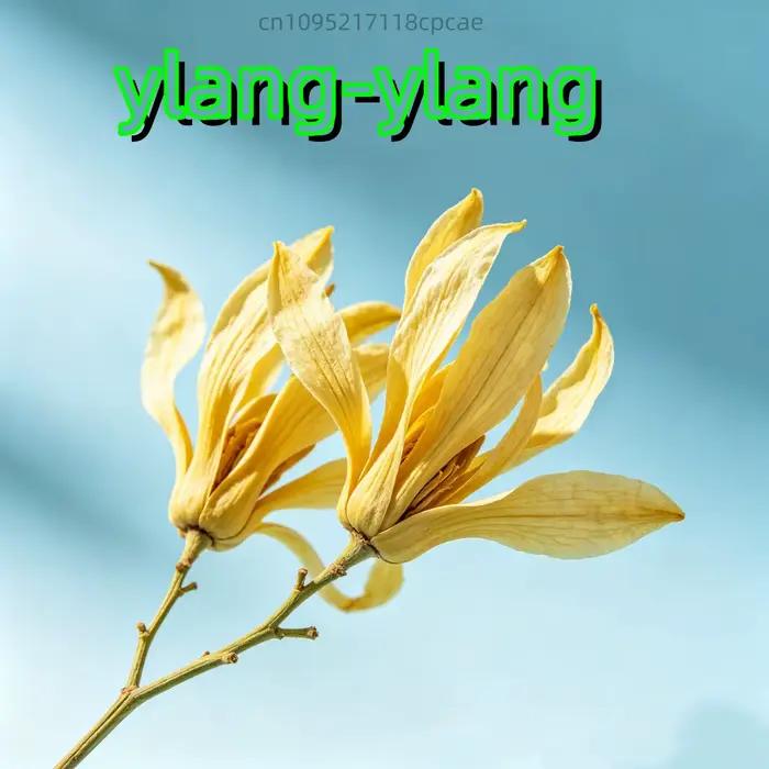  Fleurs d'Ylang Ylang séchées 100% naturelles de qualité supérieure