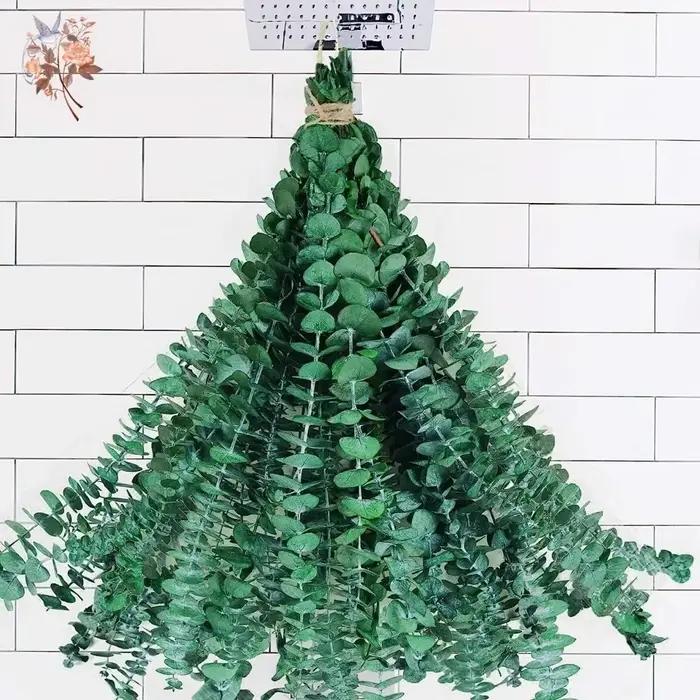 Feuilles d'eucalyptus naturelles séchées et conservées