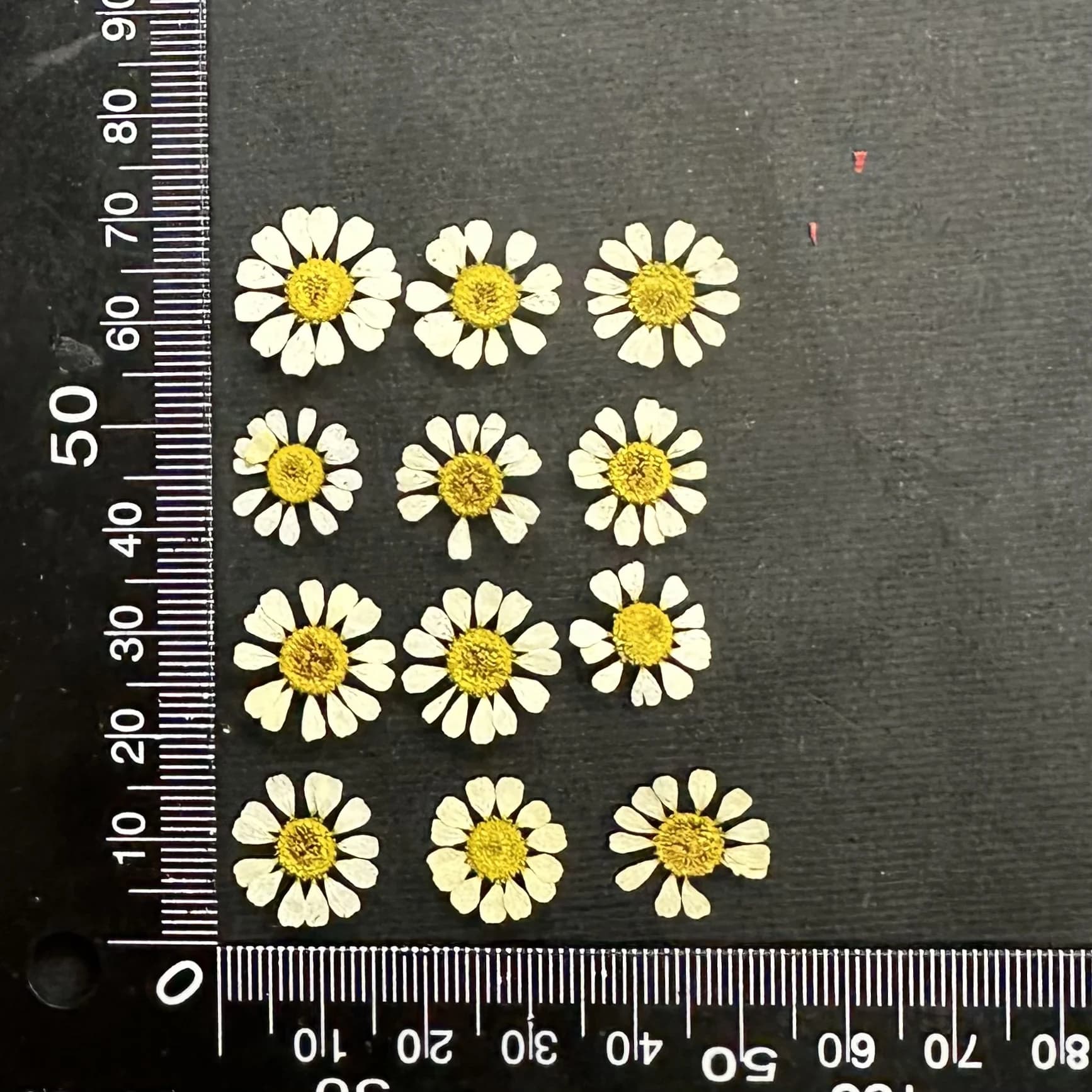 12 pièces/1-2 cm, Mini fleur sèche naturelle camomille, cadre Photo fait à la main, matériel de bric