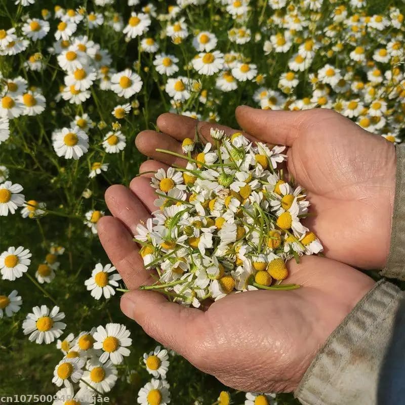 Fleurs séchées de camomille 100% naturelles, parthenium, chrysanthème pour la beauté à domicile, soins, savon, parfum, sachet, fabrication de bougies