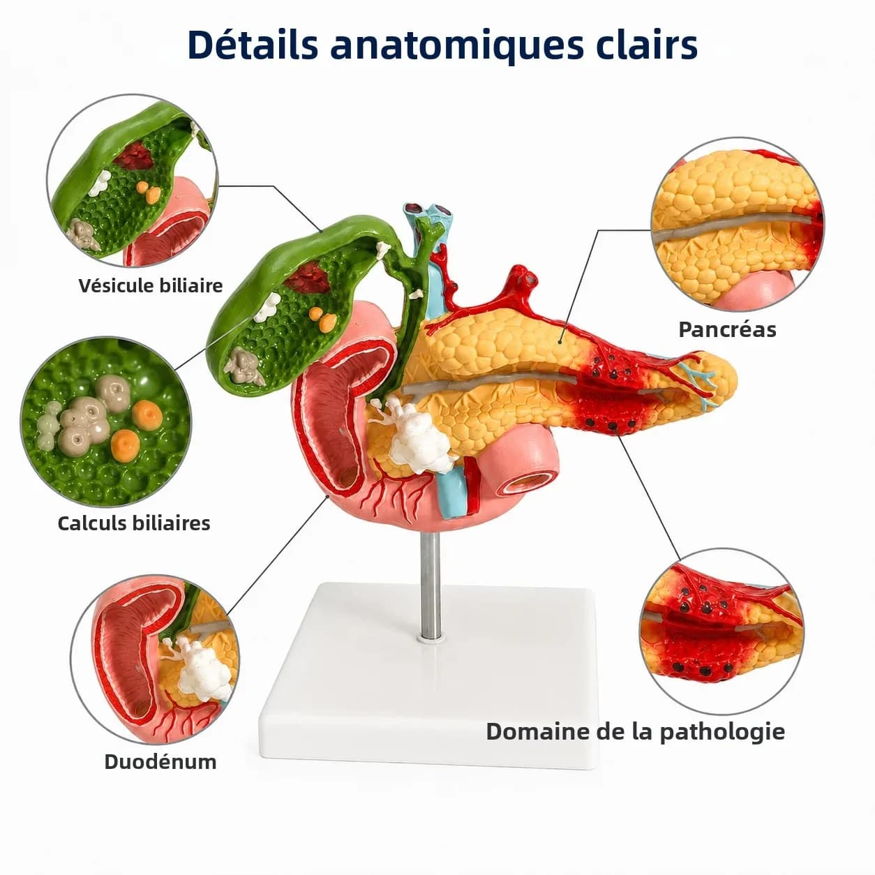 Modèle anatomique du foie gras