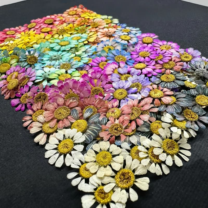 12 pièces/1-2 cm, Mini fleur sèche naturelle camomille, cadre Photo fait à la main, matériel de bricolage, bijoux de maquillage, pétales de fleurs époxy pour Nail Art