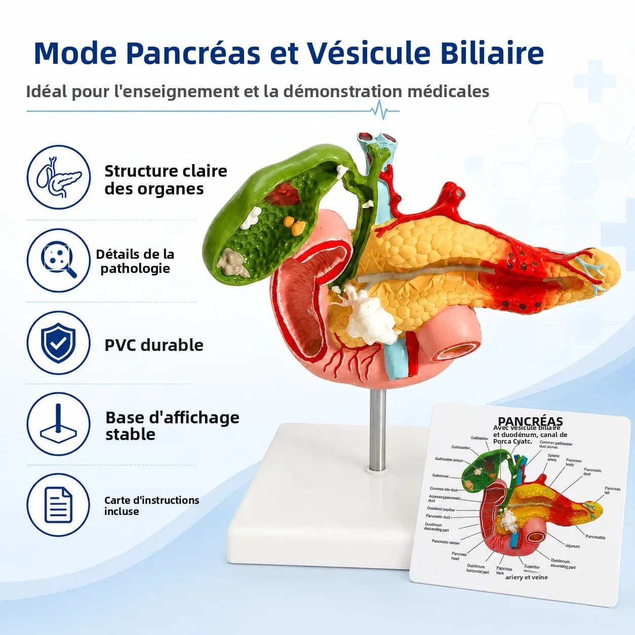 Modèle anatomique du foie gras