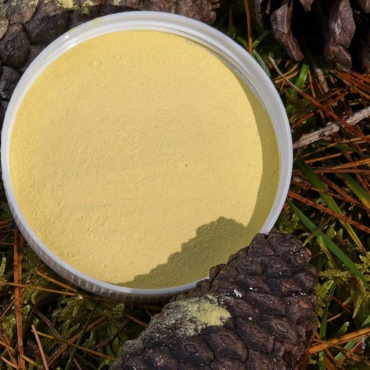 Poudre d'aiguille de pin et de pin naturel, Essence de parfum de qualité alimentaire pour la fabrication de savon, artisanat de bougies, fournitures artisanales de bricolage faites à la main