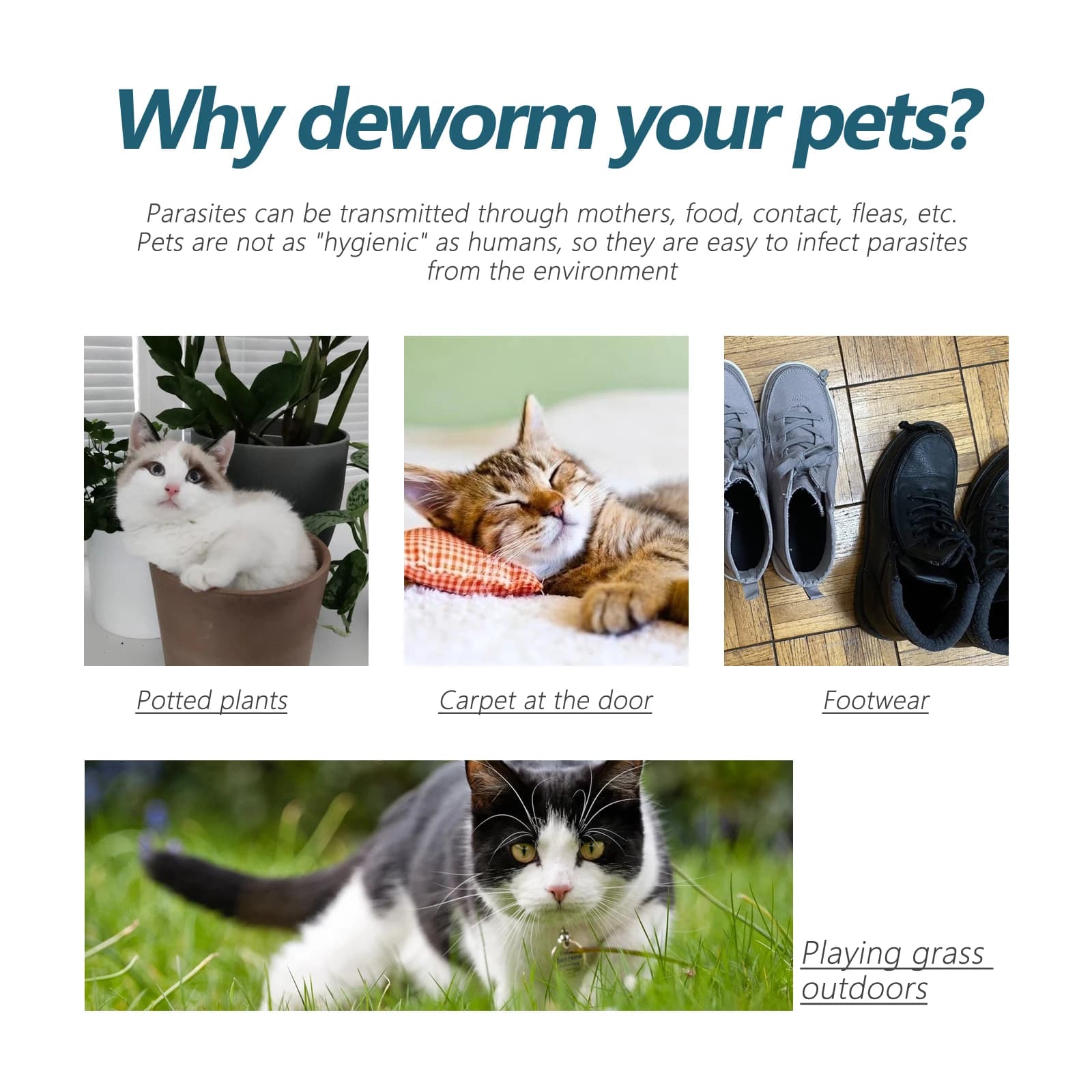 Gouttes anti-puces pour animaux de compagnie : élimination des tiques, poux et acariens chez les chats, traitement de la teigne chez les chiens, anti-puces, soulagement des démangeaisons, agent anti-p