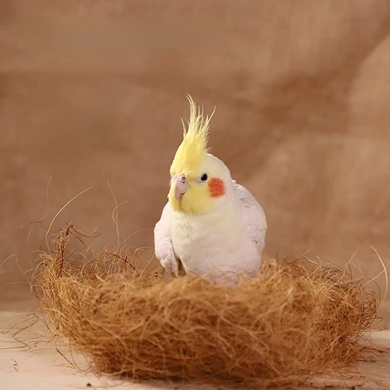 Matériel de nidification en Fiber de noix de coco, nid/Fiber d'aviaire, oiseaux canaries, pins, nid rempli d'herbe, accessoires pour Cage à oiseaux, 100/200g