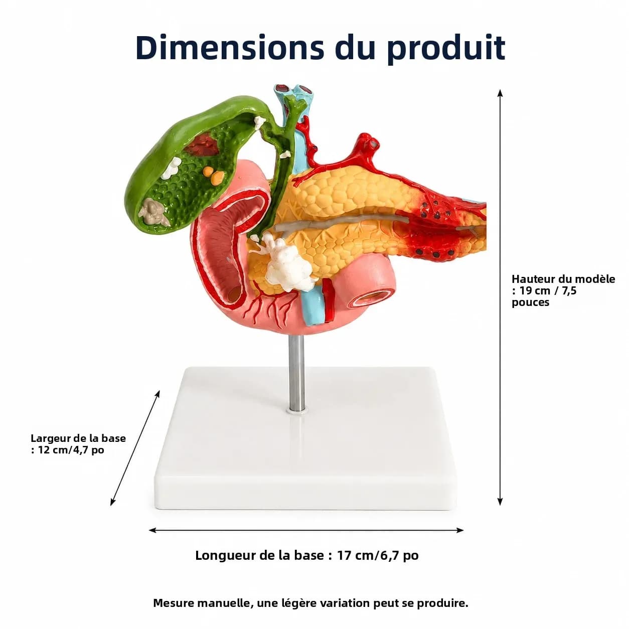 Modèle anatomique du foie gras