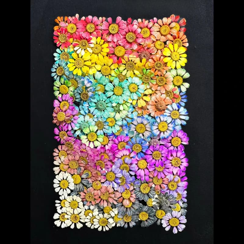 12 pièces/1-2 cm, Mini fleur sèche naturelle camomille, cadre Photo fait à la main, matériel de bricolage, bijoux de maquillage, pétales de fleurs époxy pour Nail Art