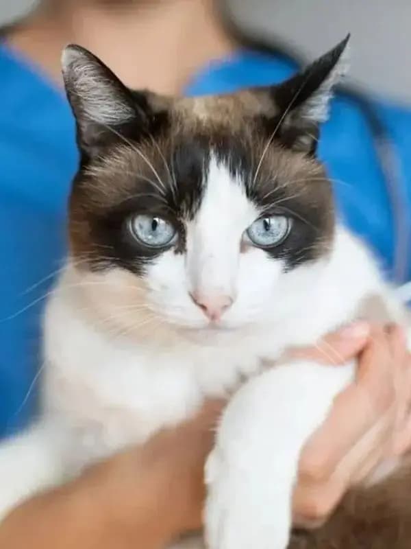 Complément alimentaire pour chat en comprimés