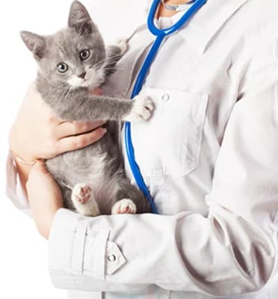 Complément alimentaire pour chat en comprimés
