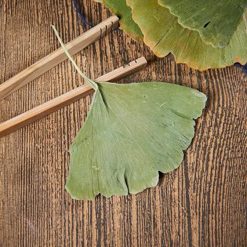 Feuilles séchées de Ginkgo Biloba entièrement naturelles : fournitures artisanales essentielles pour la fabrication de bougies, savon DIY et créations de beauté santé