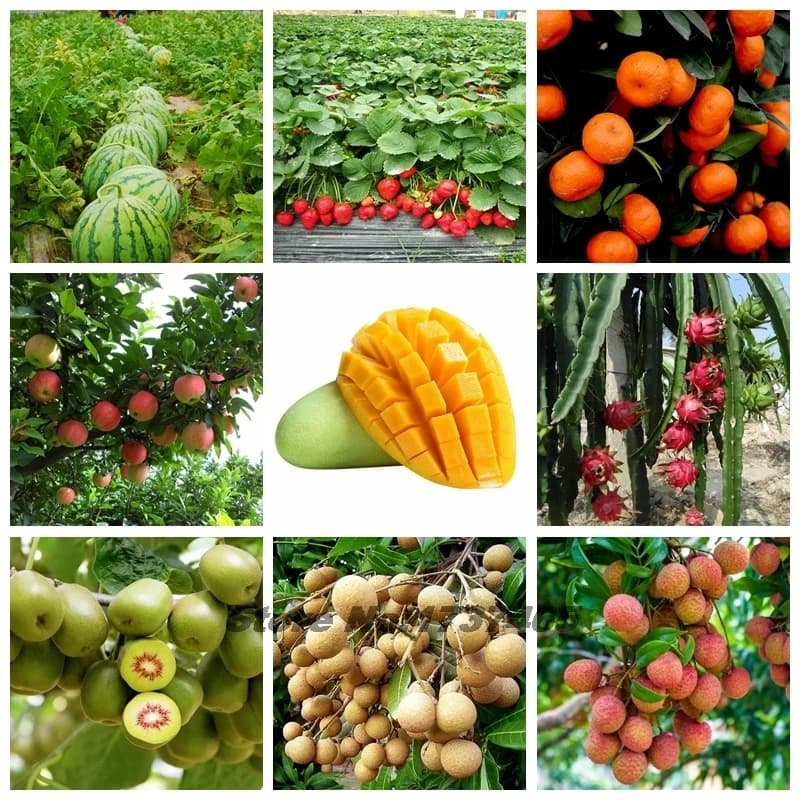 Engrais spécial aux fruits, 30g, Nutrition supplémentaire des plantes, régulateur de Polluination de homobrassinolide pour bonsaï de jardin domestique