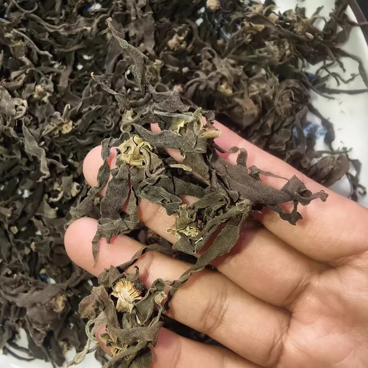 Fleurs de Ylang Ylang séchées naturelles, 10g, pour la fabrication de diffuseur de roseaux, parfum, encens, savon, bougie, aromathérapie, pot-pourri, artisanat