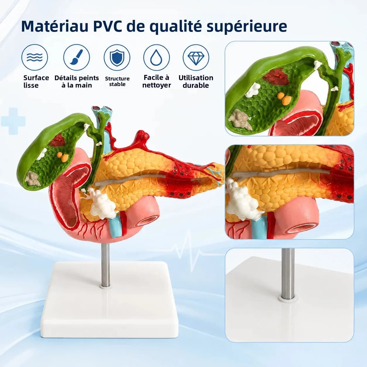 Modèle anatomique du foie gras