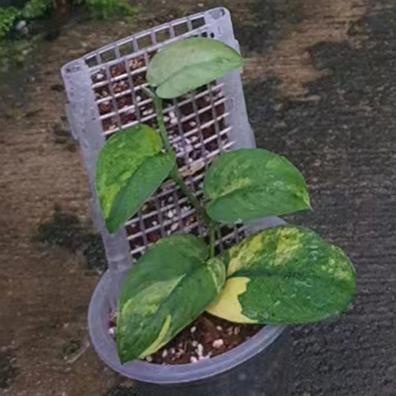 Poteau de mousse en plastique pour plantes, support de poteau creux pour plantes d'intérieur et d'extérieur