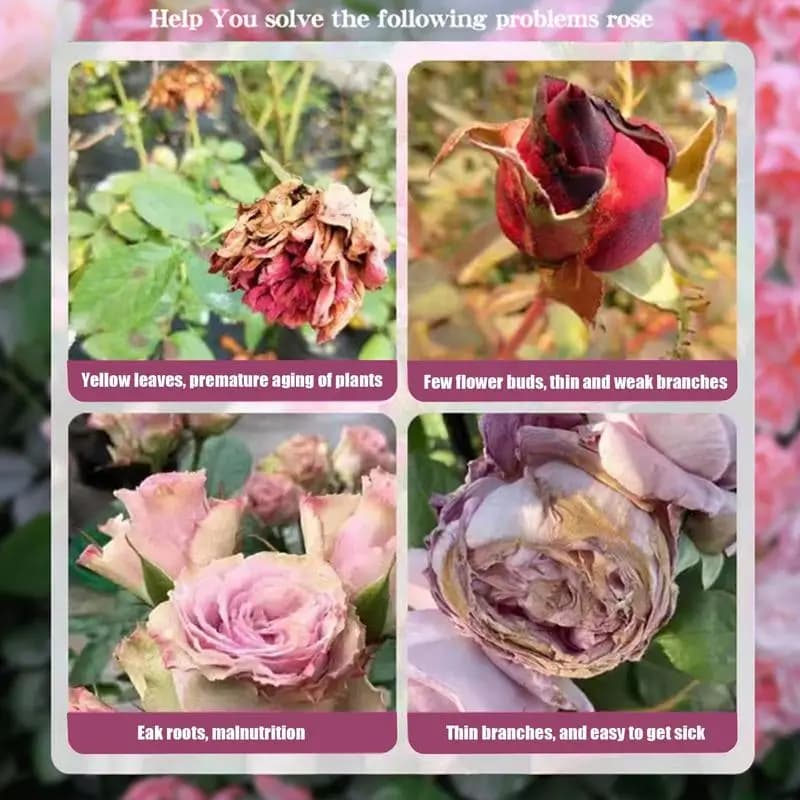 Rose Plant Food Navigateur de formule nutritionnelle, revêtement de technologie, fournitures professionnelles, 200g