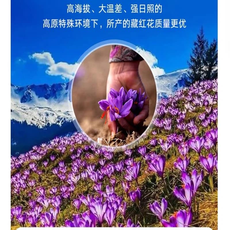 Fleurs séchées en safran 100 % naturel de chine