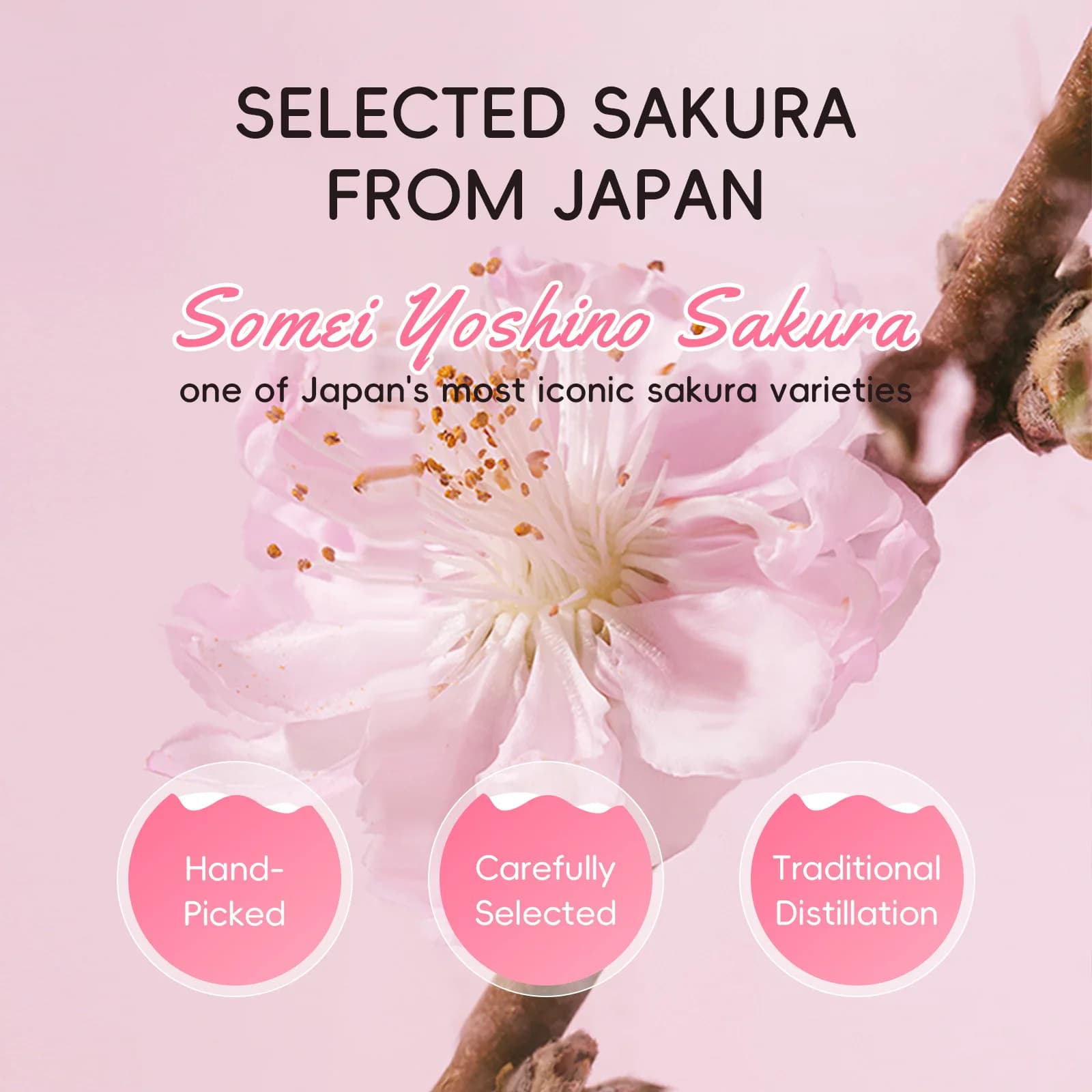 Tonique facial hydratant et éclaircissant à l'eau de Sakura japonaise 100ml, brume apaisante pour peaux ternes et irrégulières, minimise les pores