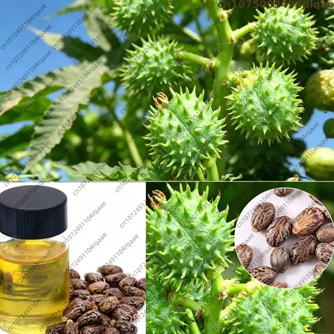 Huile essentielle de ricin pure et naturelle, huile parfumée aromatique 100% naturelle pour diffuseurs d'aromathérapie, humidificateurs, fabrication de bougies et de savons