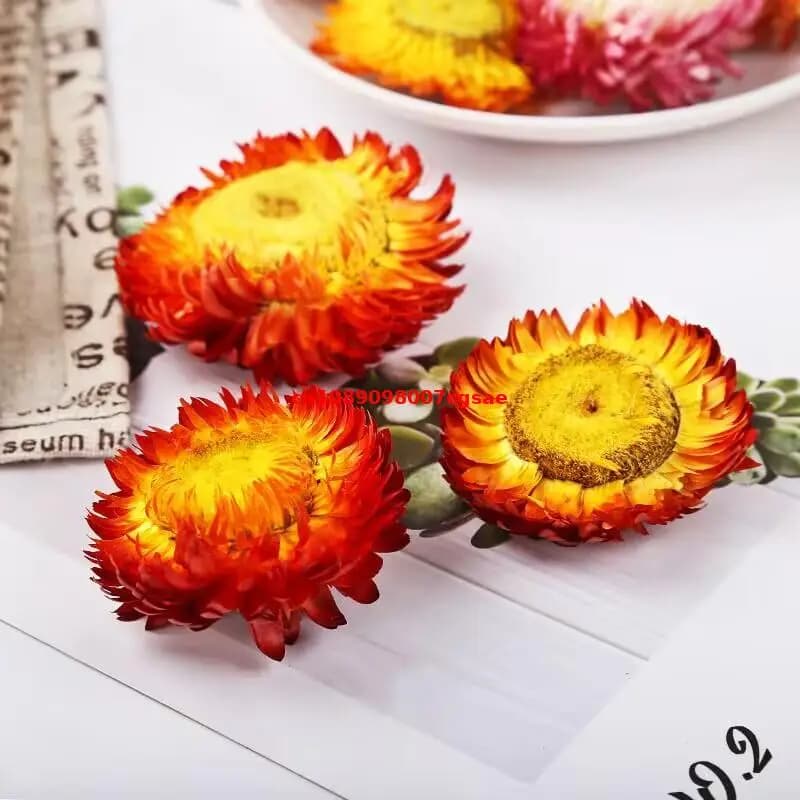 Fleur séchée naturelle d'immortelle de haute qualité, mélange de fleurs d'Helichrysum Bracteatum, pour décoration de mariage, fabrication de savons et de bougies