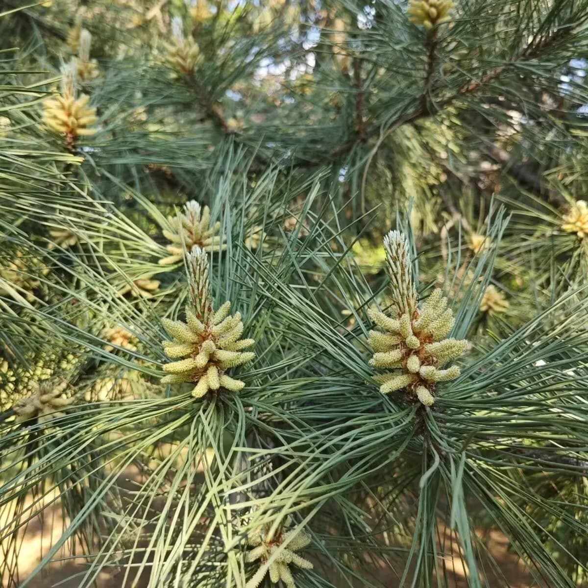 Poudre d'aiguille de pin et de pin naturel, Essence de parfum de qualité alimentaire pour la fabrication de savon, artisanat de bougies, fournitures artisanales de bricolage faites à la main