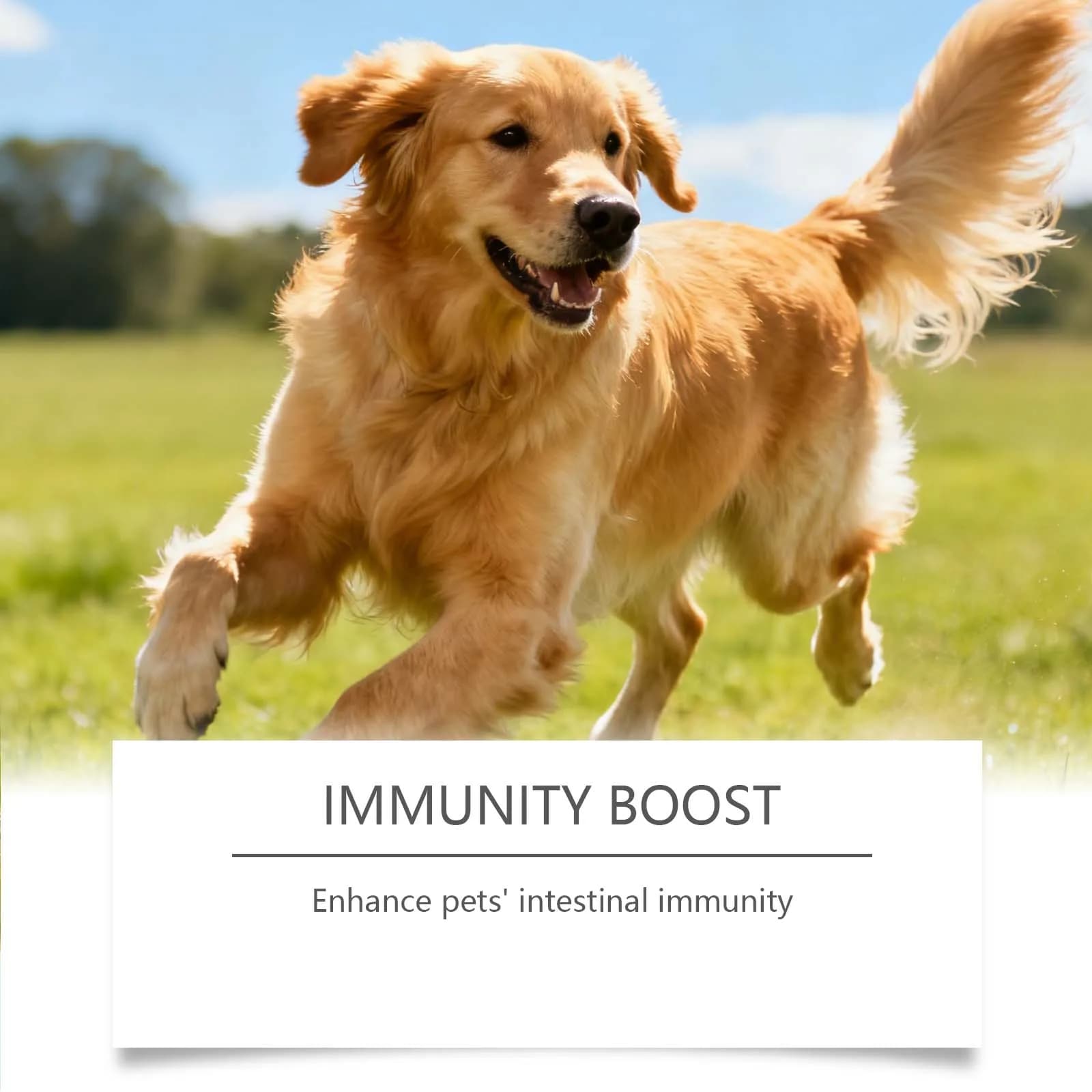 Probiotiques pour chiens en granulés souples, supplément vitaminique à base de champignons Turkey Tail, nourriture douce pour soutenir la santé intestinale, soins quotidiens pour la santé des animaux